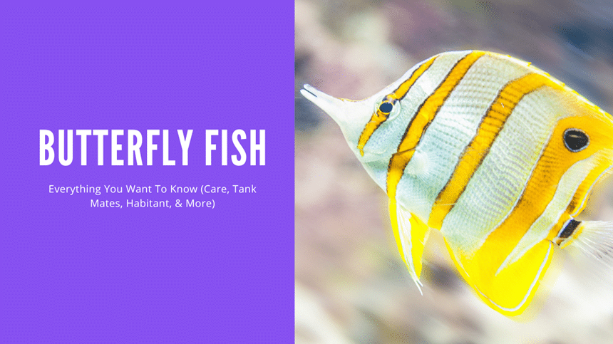 Types Of Butterfly Fish