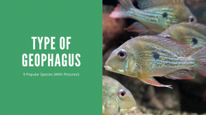 Types Of Geophagus