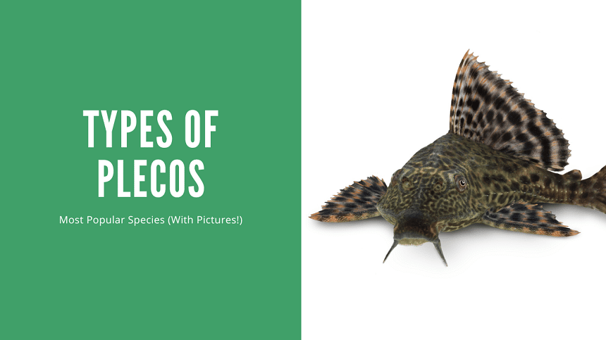 Types Of Plecos