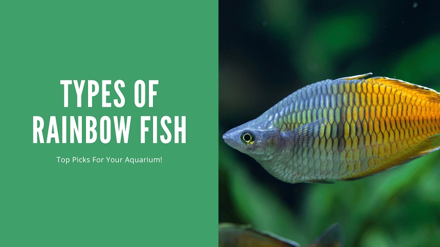 Types Of Rainbow Fish