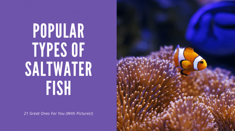 Types Of Saltwater Fish