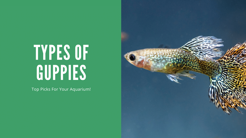 Types of Guppies