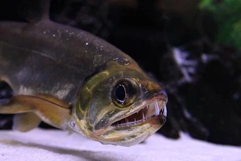 Exotic Freshwater Fish - Top 10 - AquariumStoreDepot