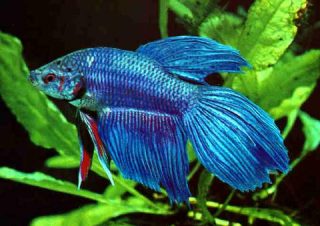 Veaha Fish Veiltail Betta Fish Care Guide: What I've Learned Keeping the Most ...