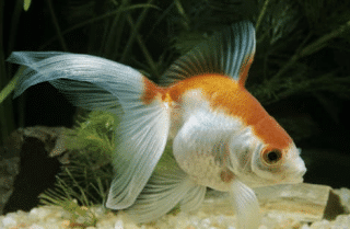 Fancy Goldfish Types - 12 Best (With Pictures) - AquariumStoreDepot