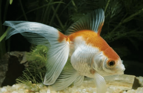 Veiltail Goldfish in Aquarium