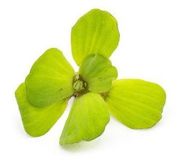 Water Lettuce