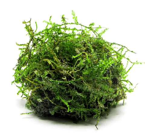 Weeping Moss