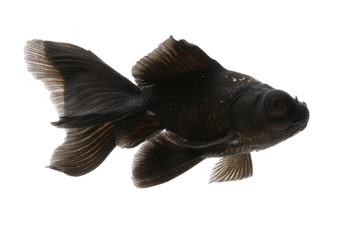 What Does A Black Moor Goldfish Look Like