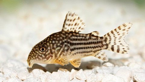 What Does A Cory Catfish Look Like