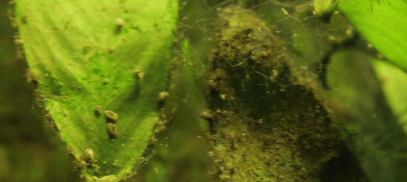 What is Aquarium Algae