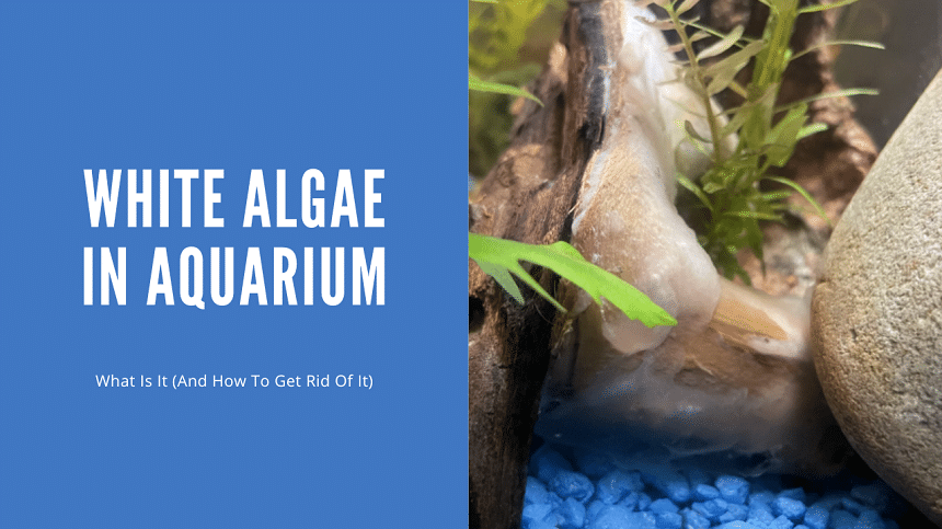 White Algae In Aquarium