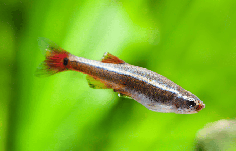 White Cloud Minnow in Planted Tank
