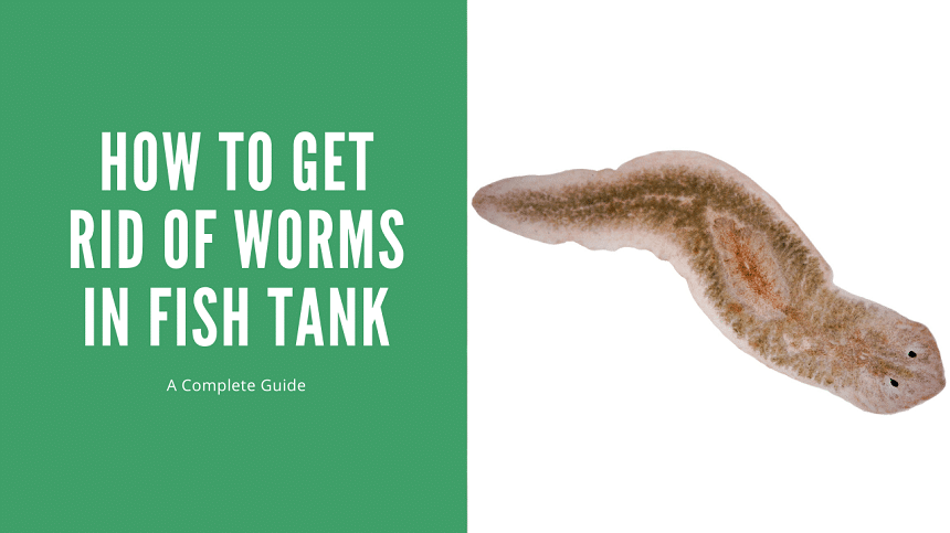 Worms in Fish Tank
