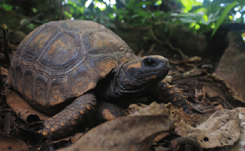 Yellow-Footed-Tortoise