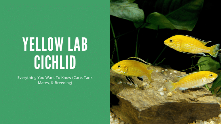 A closer look at Beginner Cichlid Maintenance