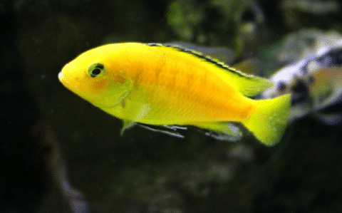 Yellow Lab Cichlid in Aquarium