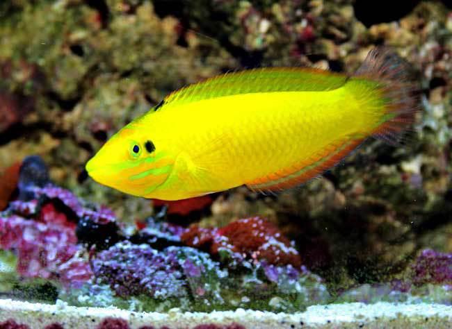 Yellow Coris Wrasse - A Great Addition for Pest Control