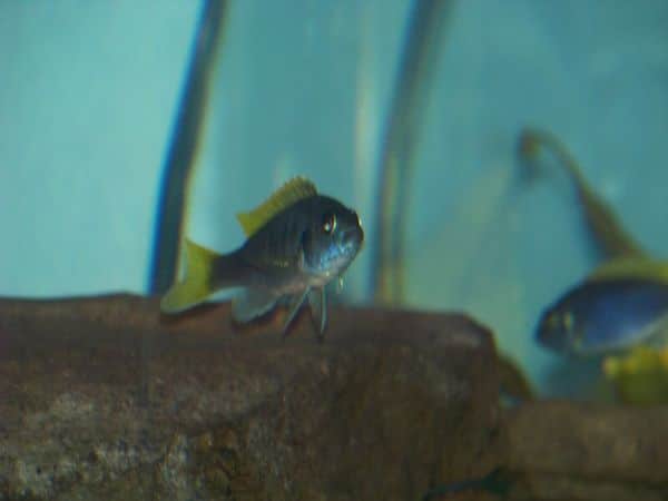 Acei Cichlid in aquarium