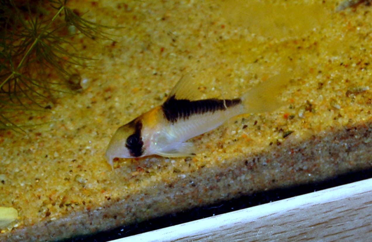 Adolfo's cory showing distinctive black head band and bright orange nape patch