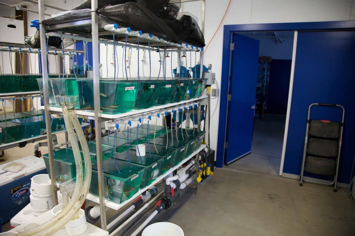 Aquarium equipment setup with multiple fish tanks on industrial shelving