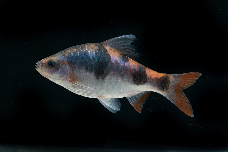 Arulius Barb - Dawkinsia tambraparniei