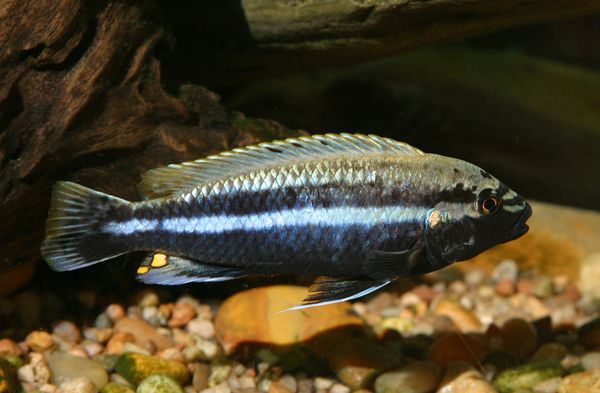 Auratus Cichlid in aquarium