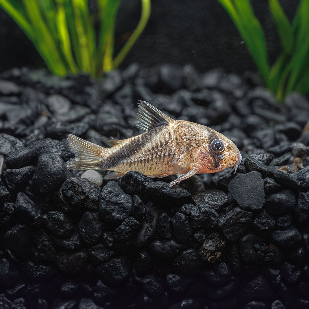 Bandit cory catfish showing distinctive dark mask band across both eyes