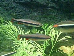 Beckfords Pencilfish (Nannostomus beckfordi) in a planted aquarium