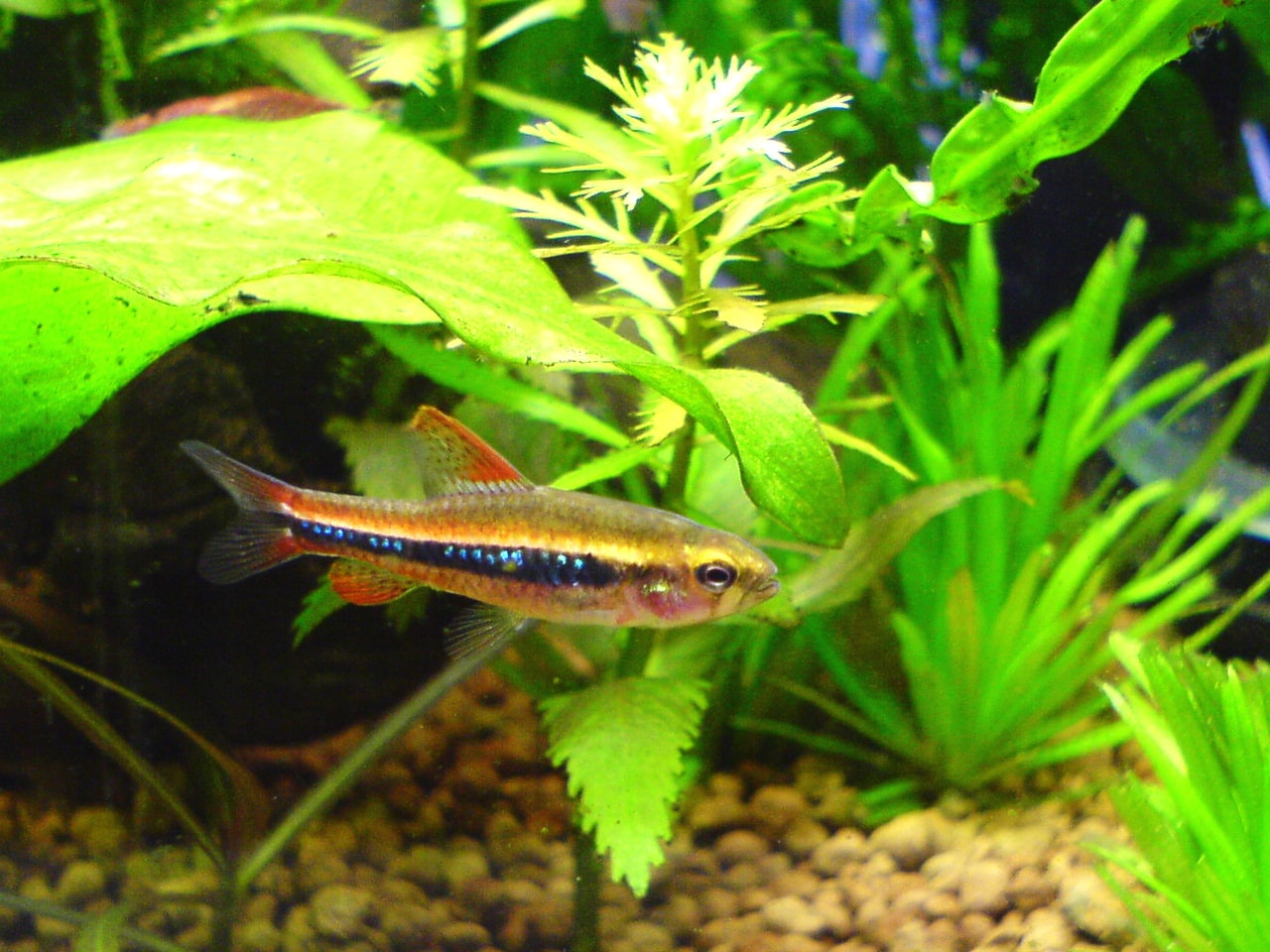 Black Darter Tetra (Poecilocharax weitzmani) showing the elongated dorsal and anal fins of a mature male