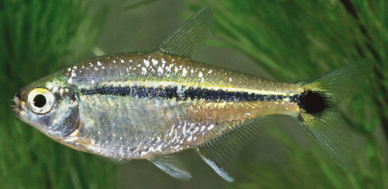 Black Line Tetra (Hyphessobrycon scholzei) showing distinctive dark lateral stripe