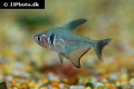 Black phantom tetra (Megalamphodus megalopterus) showing dark coloration and large fins