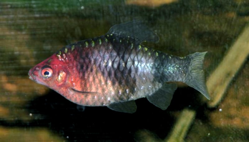 Black Ruby Barb (Pethia nigrofasciata) in aquarium