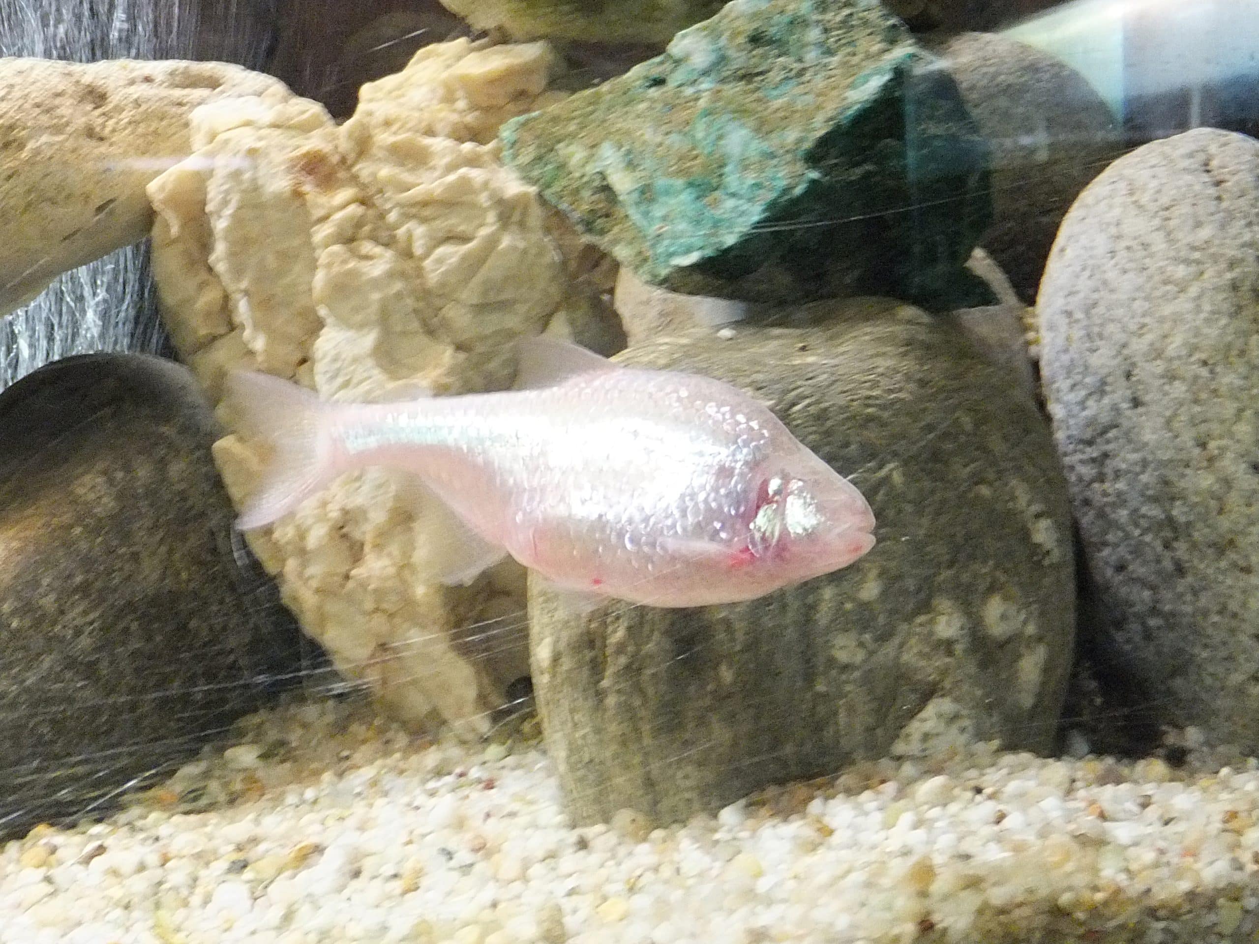 Blind cave tetra (Astyanax mexicanus) showing the eyeless, unpigmented cave-adapted form in an aquarium