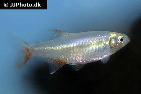 Bloodfin tetra (Aphyocharax anisitsi) showing silver body with blood-red fins