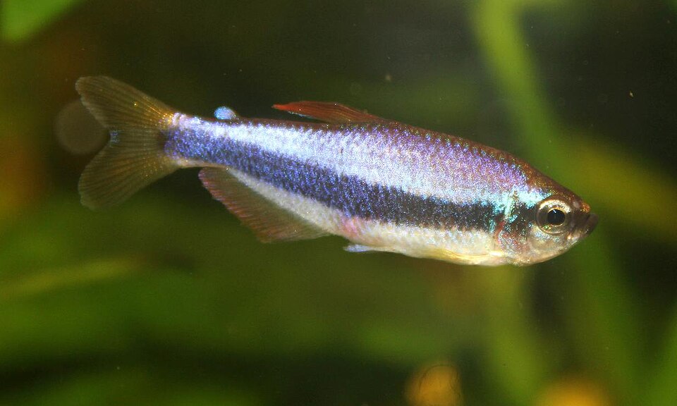 Blue emperor tetra (Inpaichthys kerri) displaying its characteristic blue-purple coloration and dark horizontal stripe