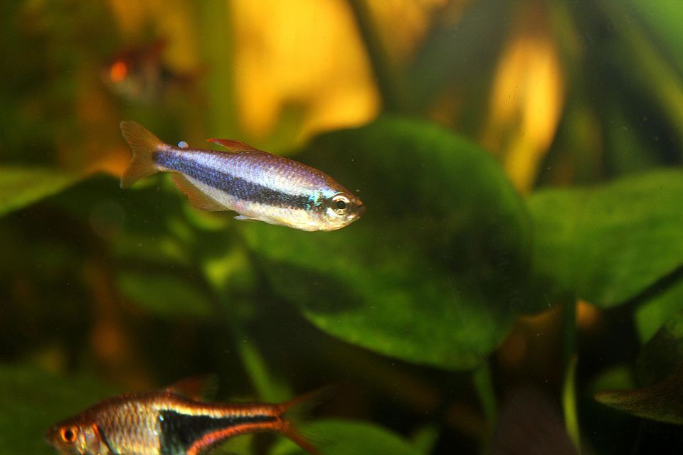 Blue emperor tetra in a planted aquarium showing its iridescent blue-purple body