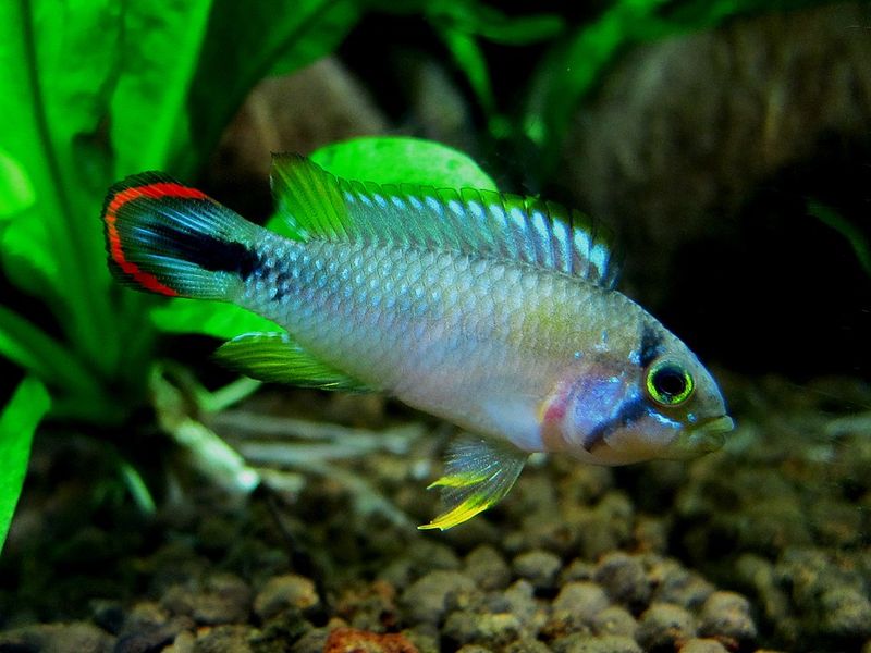 Blue panda apisto (Apistogramma panduro) male in an aquarium