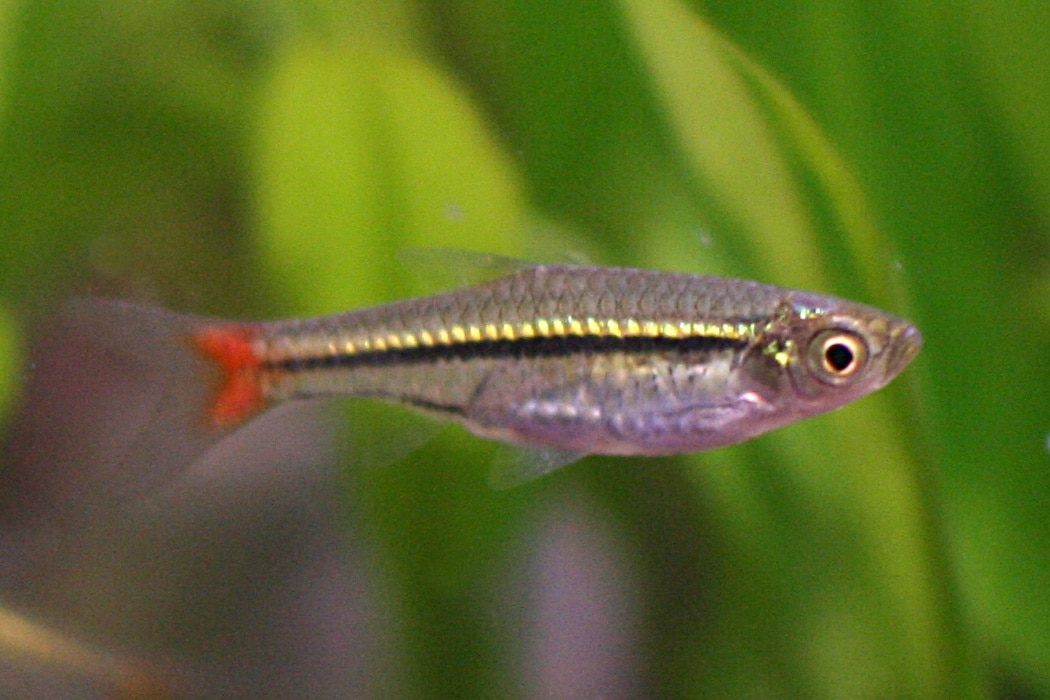 Brilliant rasbora (Rasbora borapetensis) showing black lateral line and red tail