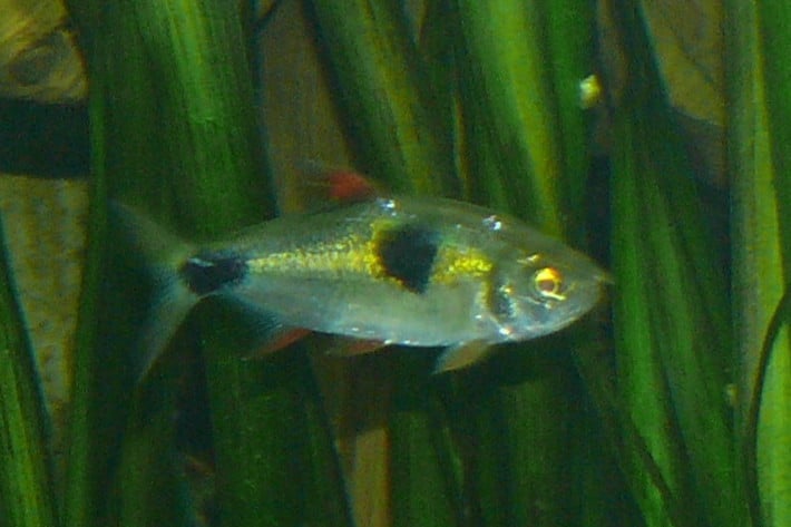 Bucktooth Tetra Care: The Scale-Eating Predator You Need to Understand