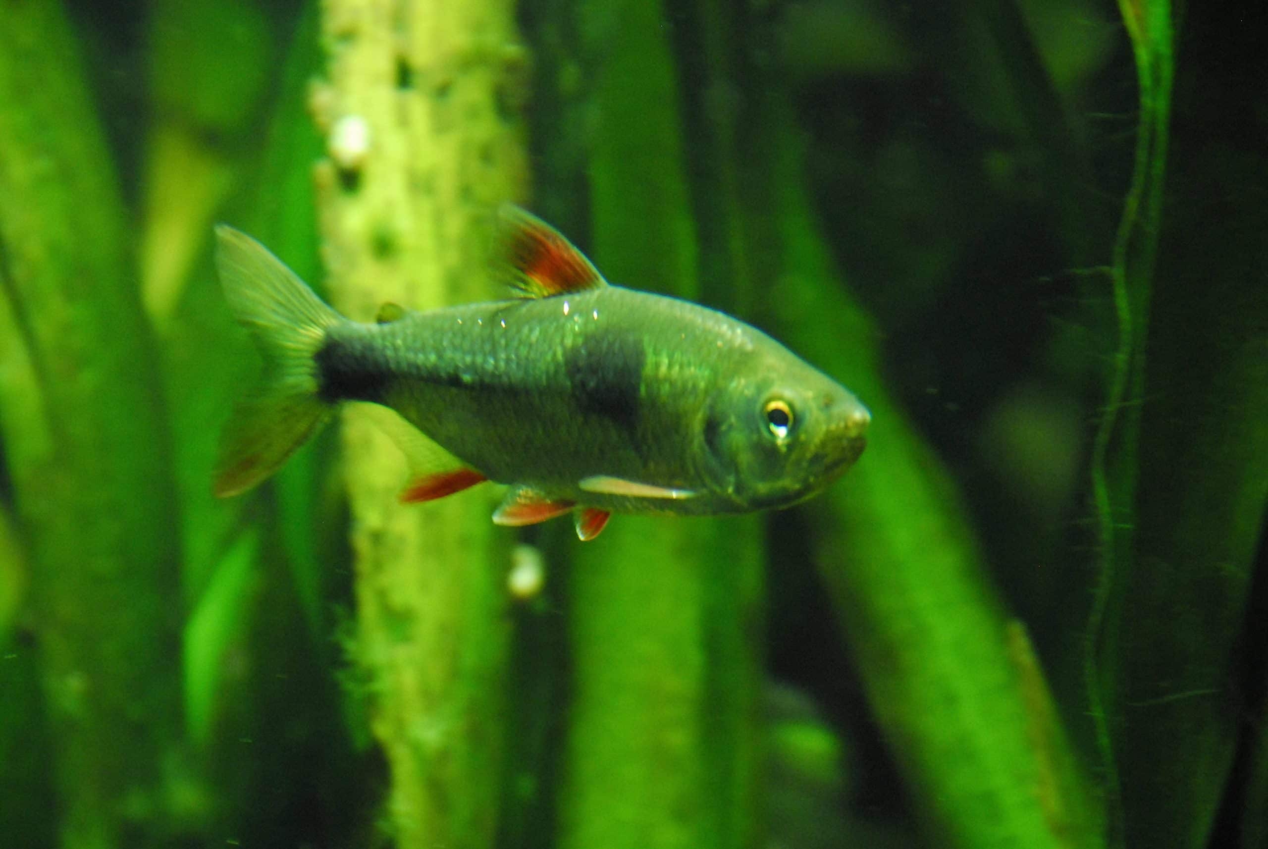 Bucktooth tetra (Exodon paradoxus) in an aquarium showing its characteristic silver body and dark spots