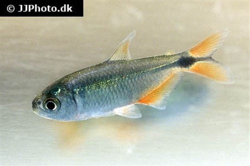 Buenos Aires tetra (Hyphessobrycon anisitsi) showing silver body with distinctive red-orange fins