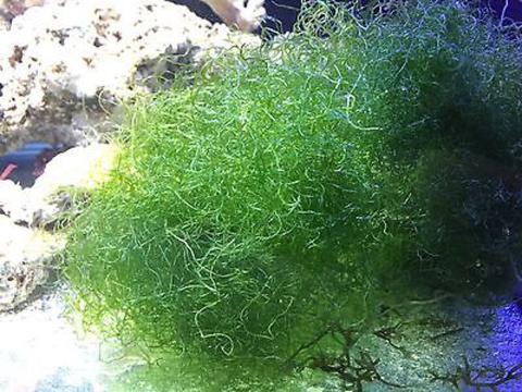 chaetomorpha algae