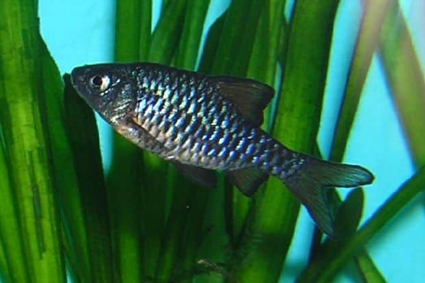 Checker Barb (Oliotius oligolepis) in aquarium