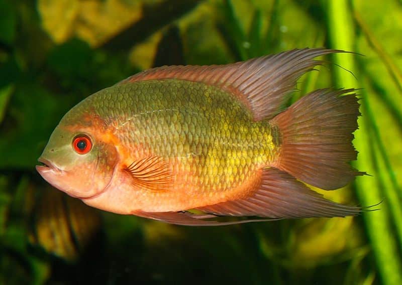 Chocolate cichlid (Hypselecara temporalis) in an aquarium