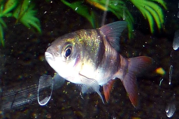 Clown Barb (Barbodes dunckeri) in aquarium