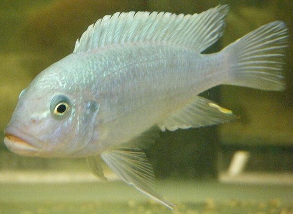 Cobalt Blue Zebra in aquarium