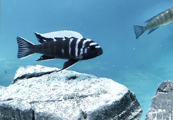Cobalt Mbuna in aquarium