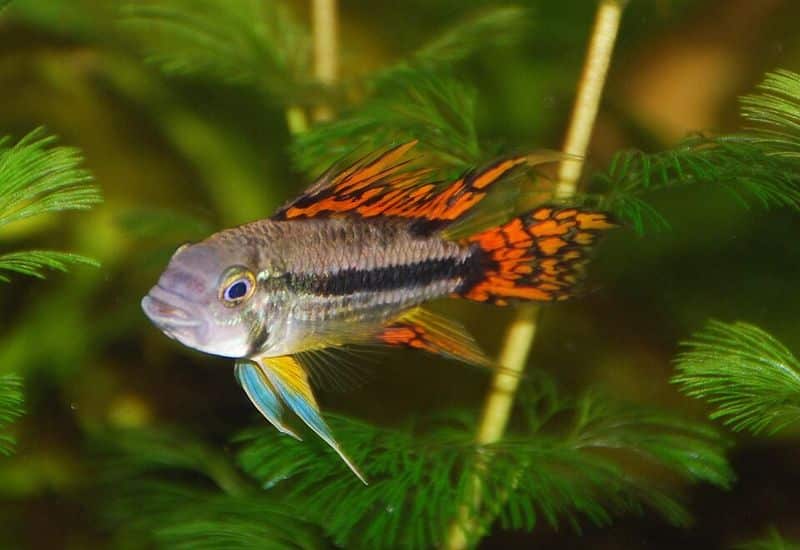 Cockatoo dwarf cichlid (Apistogramma cacatuoides) male in an aquarium