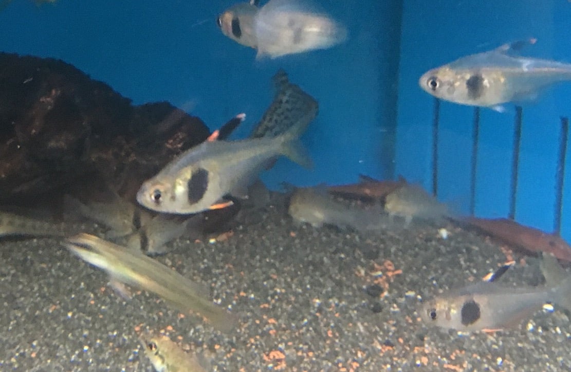 Coffee Bean Tetras (Hyphessobrycon takasei) showing distinctive dark body spot in an aquarium